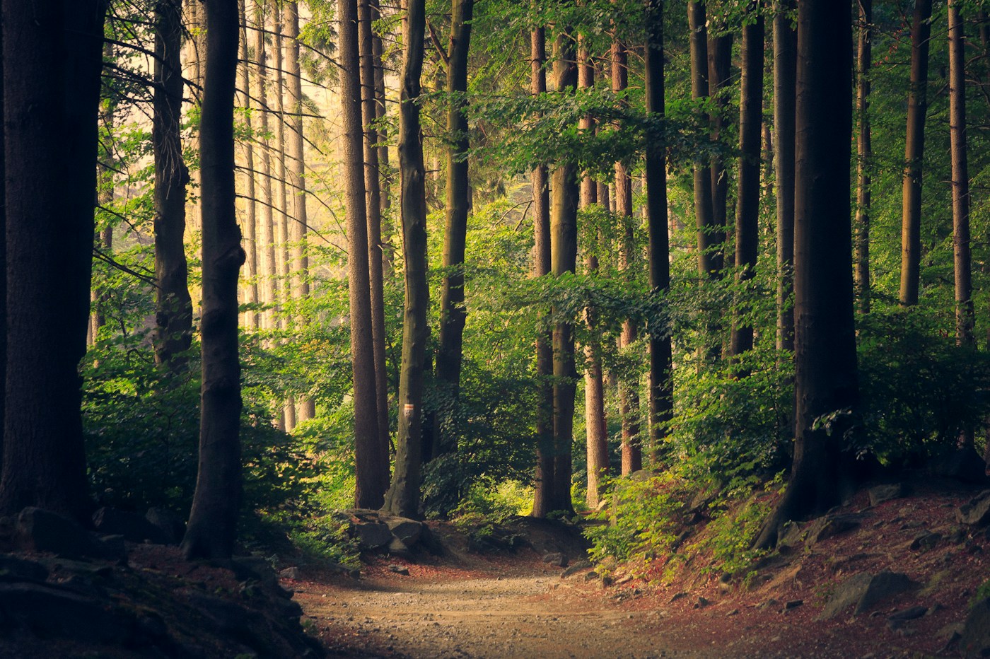 Sunlight breaking through a quiet green forest